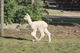 alpaca for sale