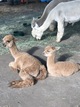 alpaca for sale