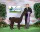 alpaca for sale