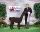 alpaca for sale