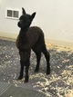 alpaca for sale