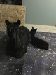 alpaca for sale