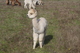 alpaca for sale