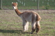 alpaca for sale