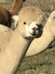 alpaca for sale