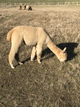 alpaca for sale