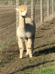 alpaca for sale