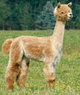 alpaca for sale