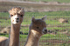 alpaca for sale