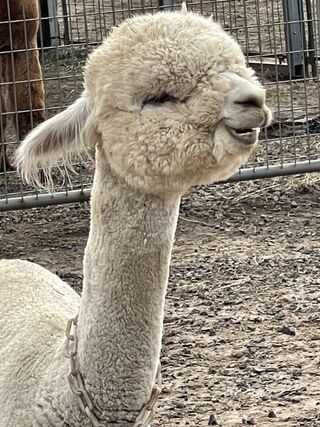 Photo of Companion Alpacas