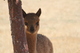 alpaca for sale