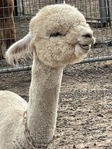 Photo of Companion Alpacas 