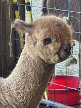 alpaca for sale