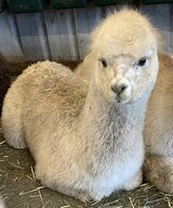 alpaca for sale