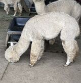 alpaca for sale