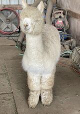 alpaca for sale