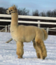 alpaca for sale