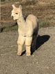 alpaca for sale