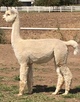 alpaca for sale