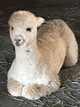 alpaca for sale
