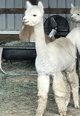 alpaca for sale