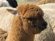 alpaca for sale