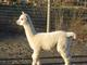 alpaca for sale