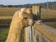 alpaca for sale