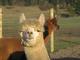 alpaca for sale