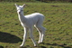 alpaca for sale