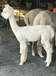 alpaca for sale