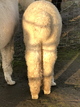 alpaca for sale