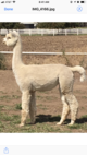 alpaca for sale
