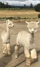 alpaca for sale