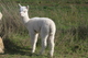 alpaca for sale