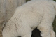 alpaca for sale