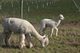 alpaca for sale