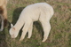 alpaca for sale