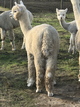 alpaca for sale