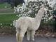 alpaca for sale