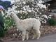 alpaca for sale