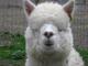 alpaca for sale