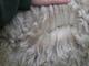 alpaca for sale