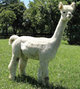 alpaca for sale