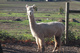 alpaca for sale