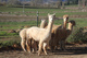 alpaca for sale