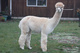 alpaca for sale
