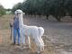 alpaca for sale