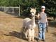 alpaca for sale