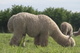 alpaca for sale